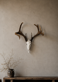 Layers Monk | 3D Printed Deer Skull Wall Decor with Antlers 🦌
